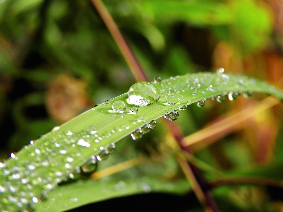 Beautiful Photo dew green grass