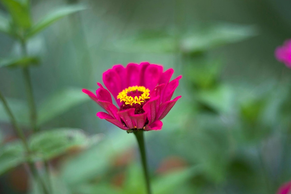 Flora flower flowers