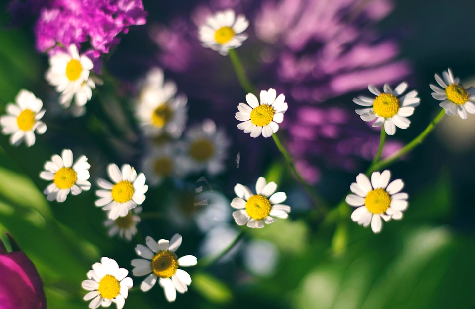 Daisy flora flower