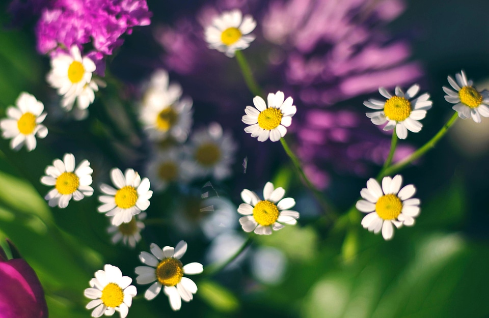 Daisy flora flower photo