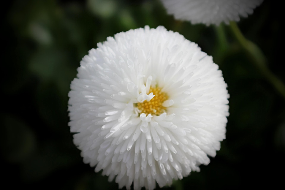 Flora flower flowers
