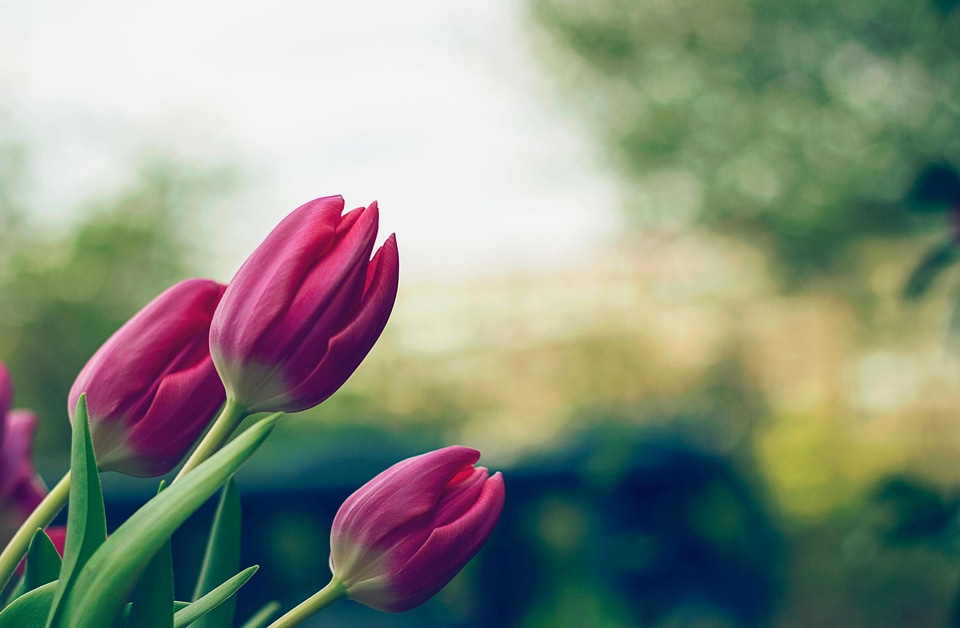 Beautiful Photo flora flower