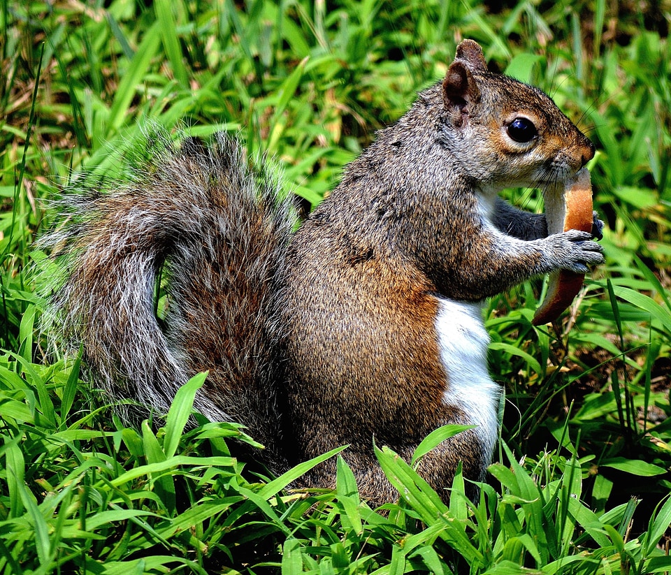 Fox Squirrel ground squirrel nature
