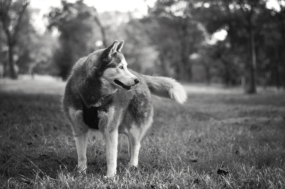 Animal black black and white
