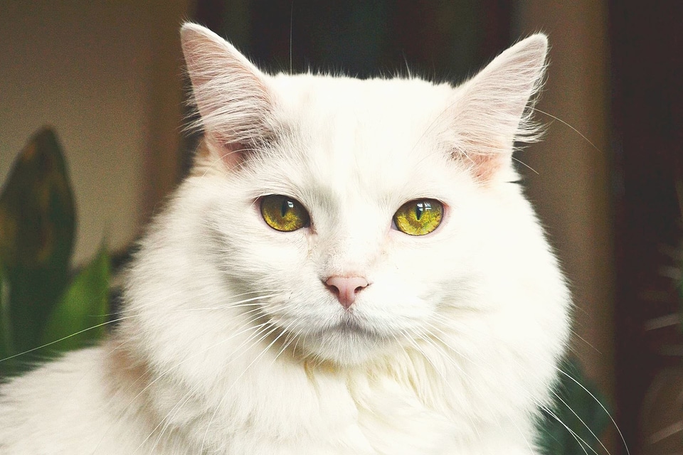 Beautiful Photo cat domestic cat