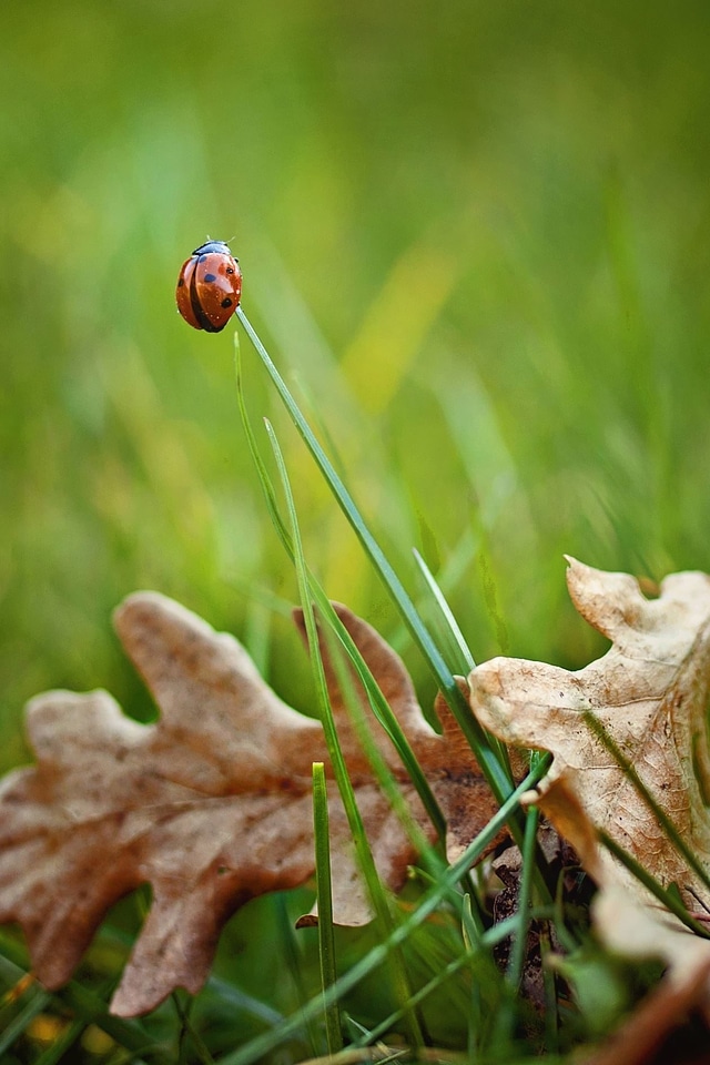 Grass grass plants insect