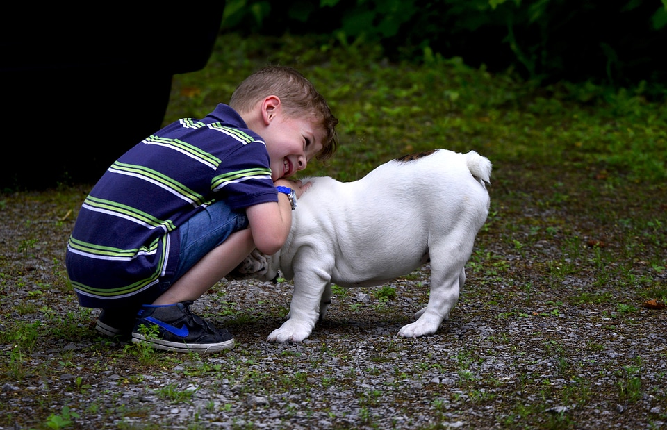 Animals pet english bulldog