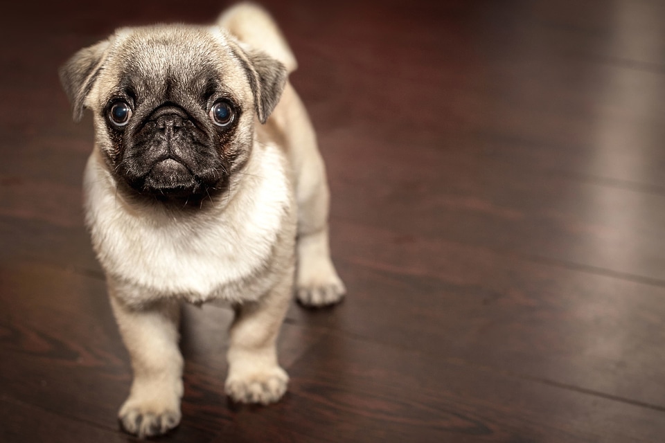 Beautiful Photo canine dog