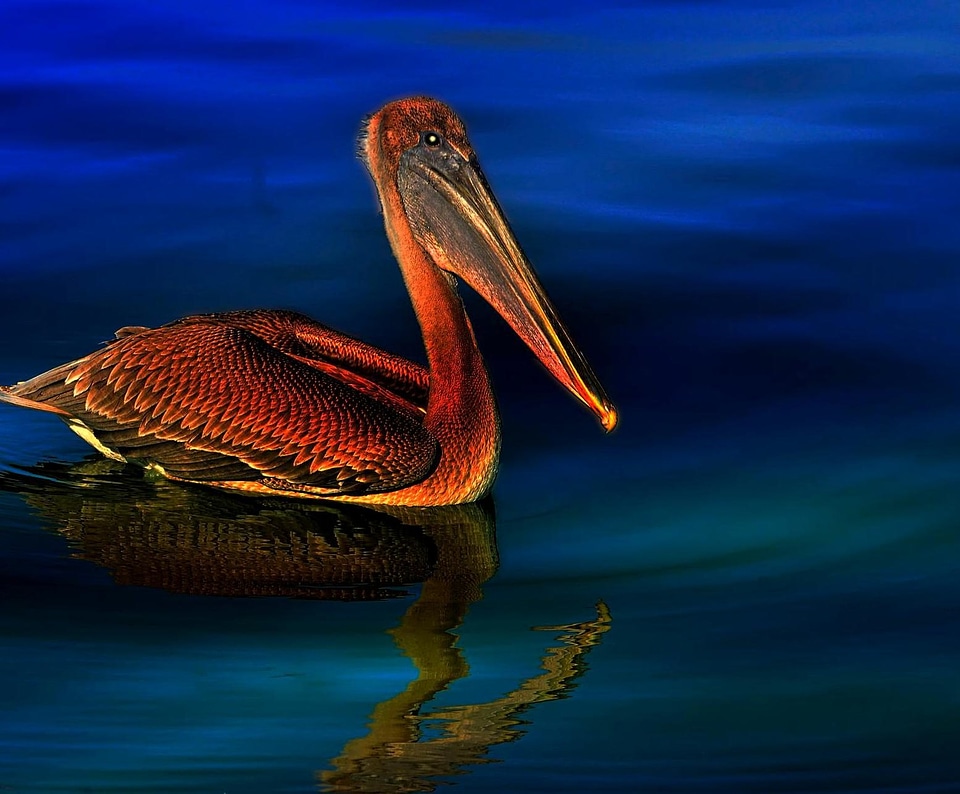 Animal beautiful photo bird