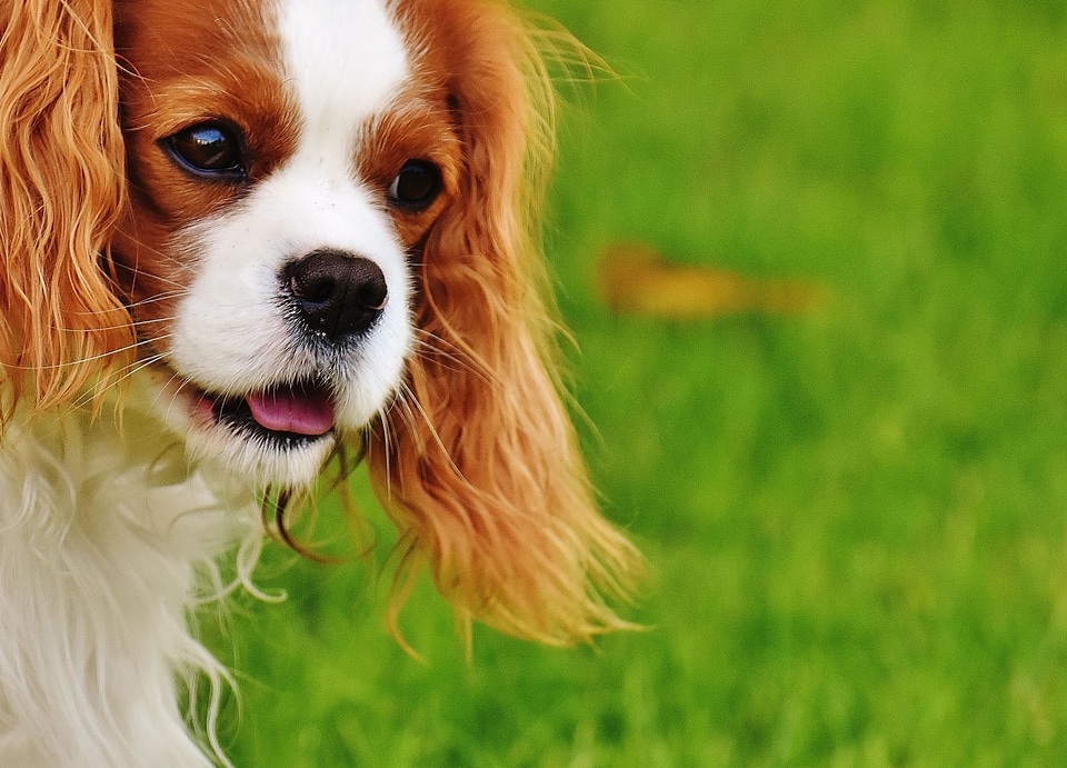 Beautiful Photo canine dog