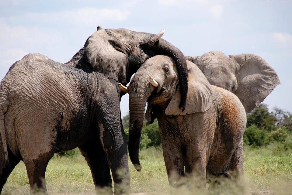 Africa animal animals