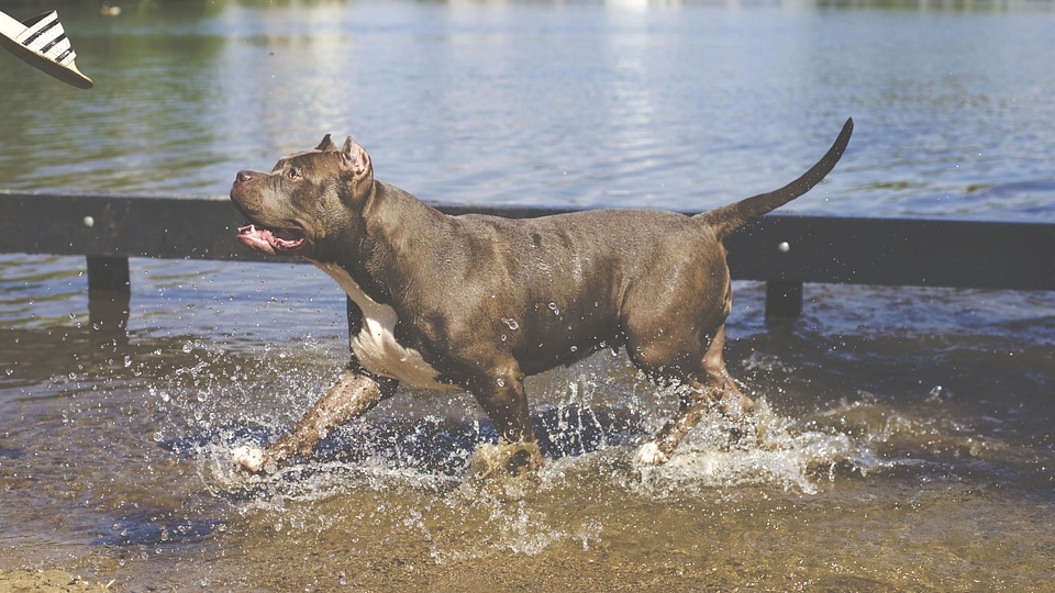 Animal dog river photo