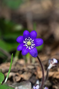 Bloom color flora