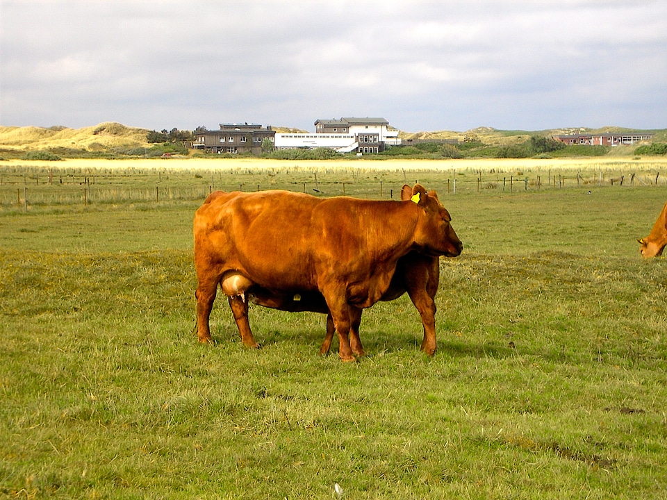 Pasture meat meadow