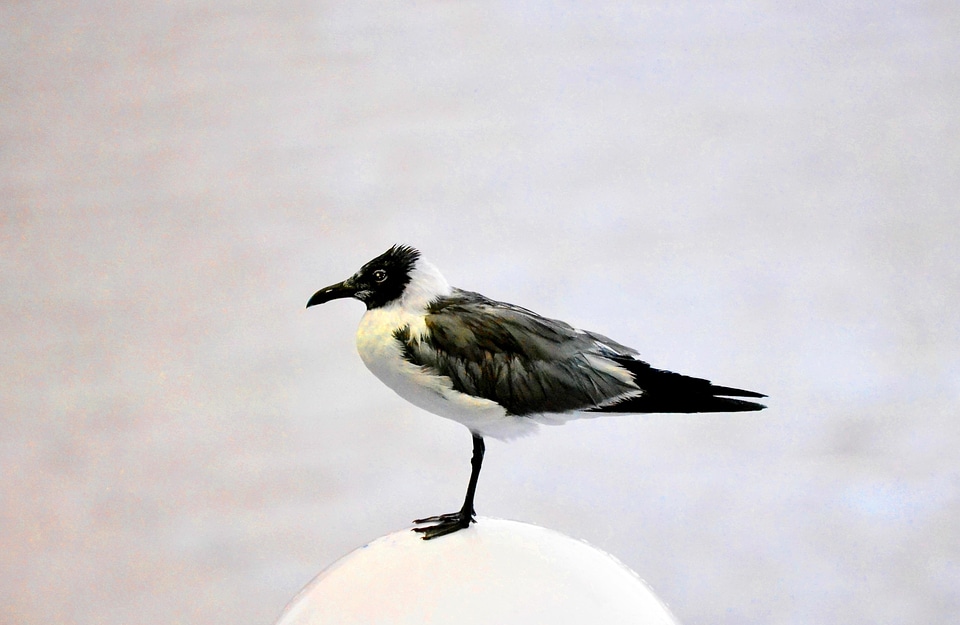 Animal bird black and white