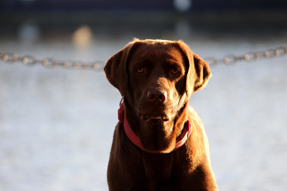 Animal brown canine