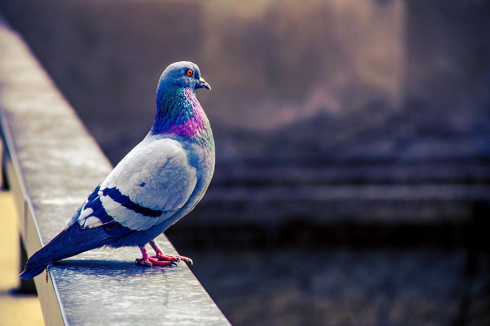Animal bird fauna