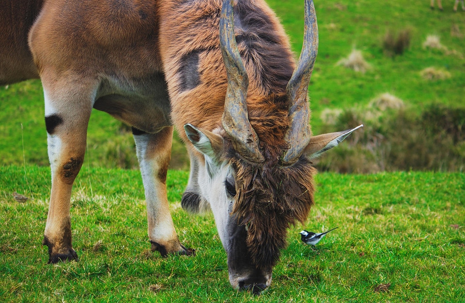 Animal animals antelope