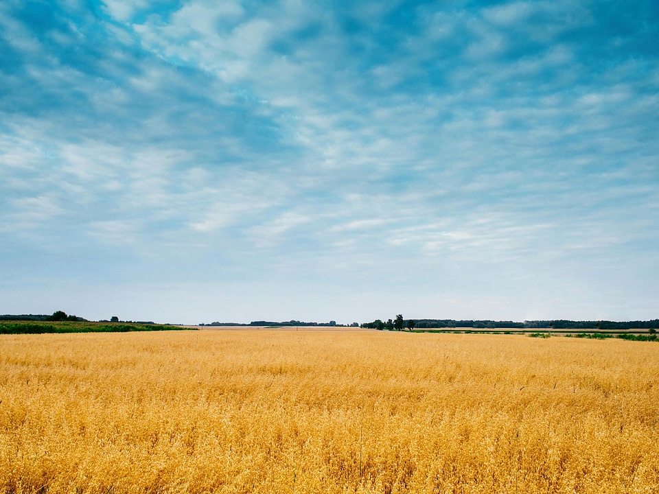 Agriculture blue sky clouds