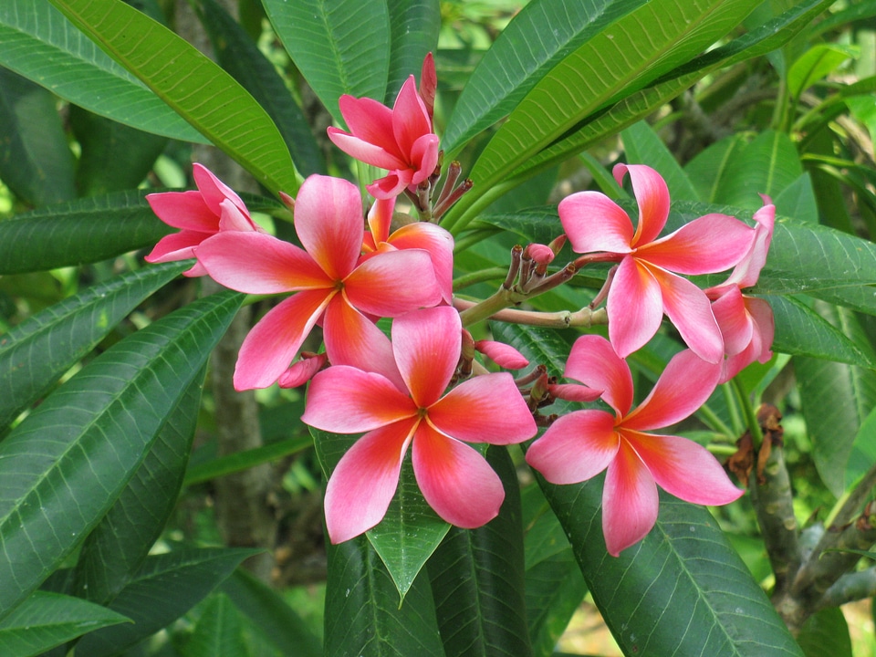 Plumeria floral nature