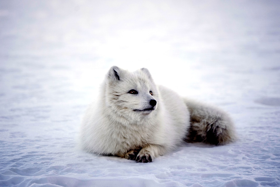 Animal beautiful photo cute