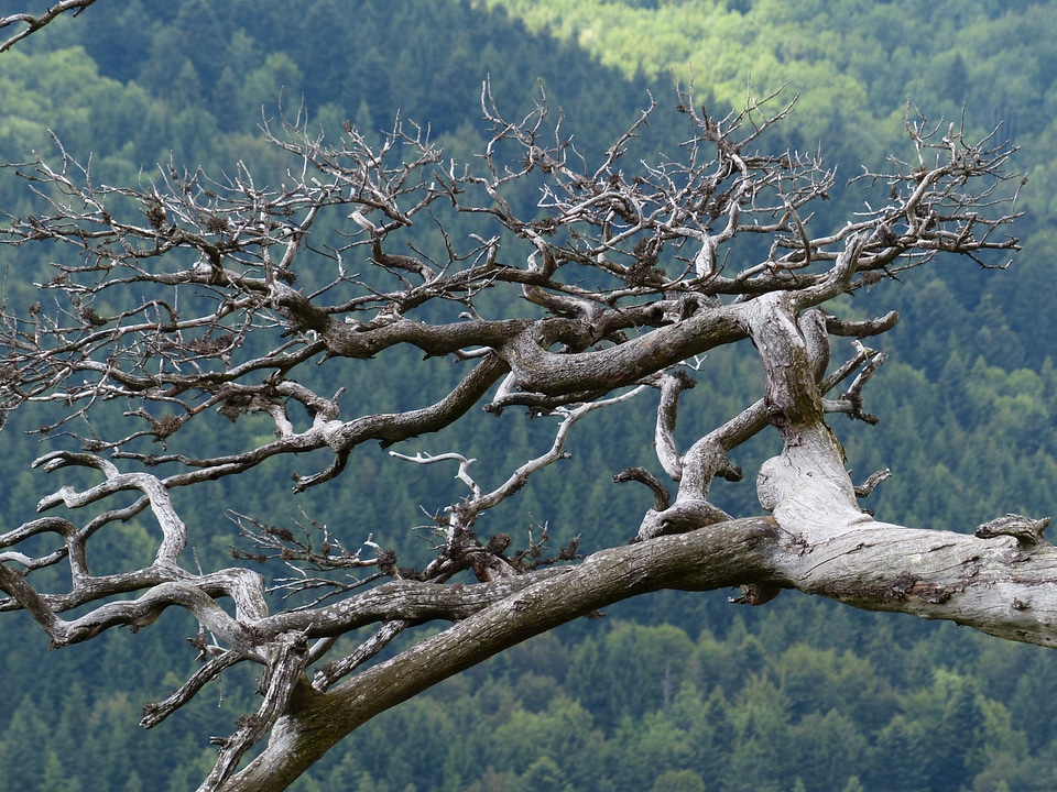 Dead plant tree dead