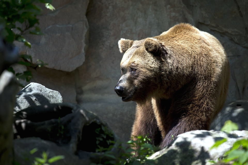 Animal bear bears