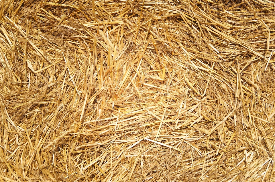 Grass hay summer
