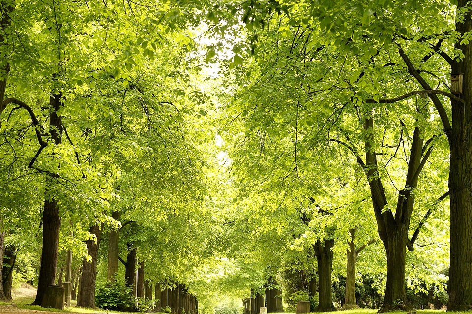 Forest green leaves landscape