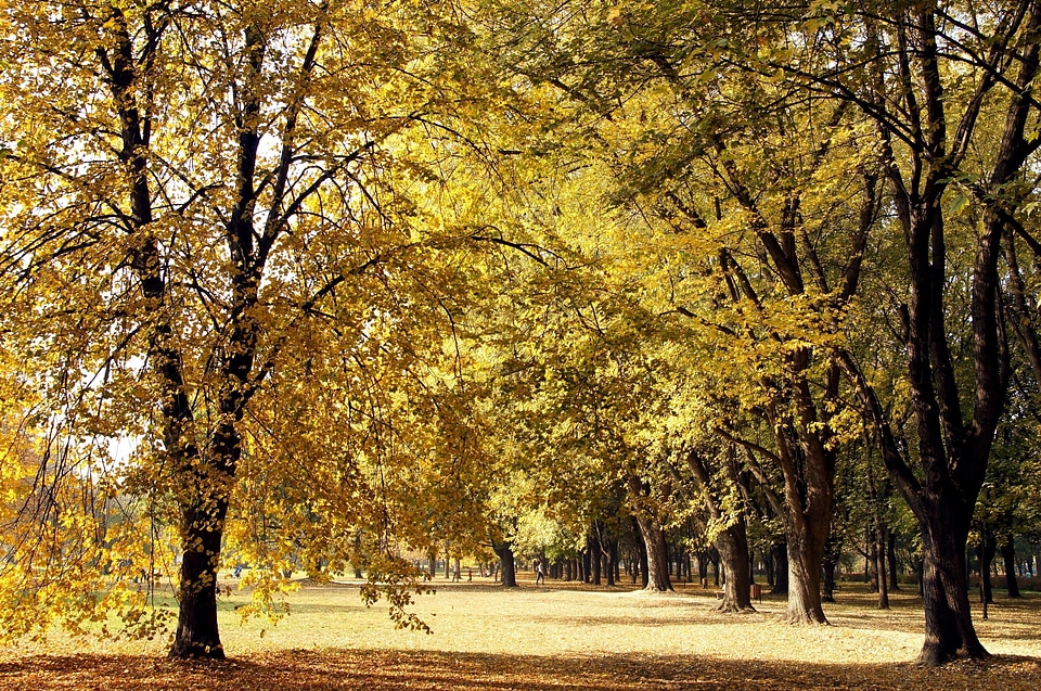 Autumn beautiful photo forest