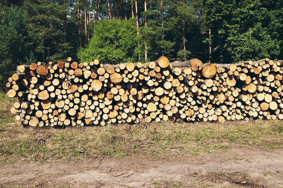 Firewood forest nature