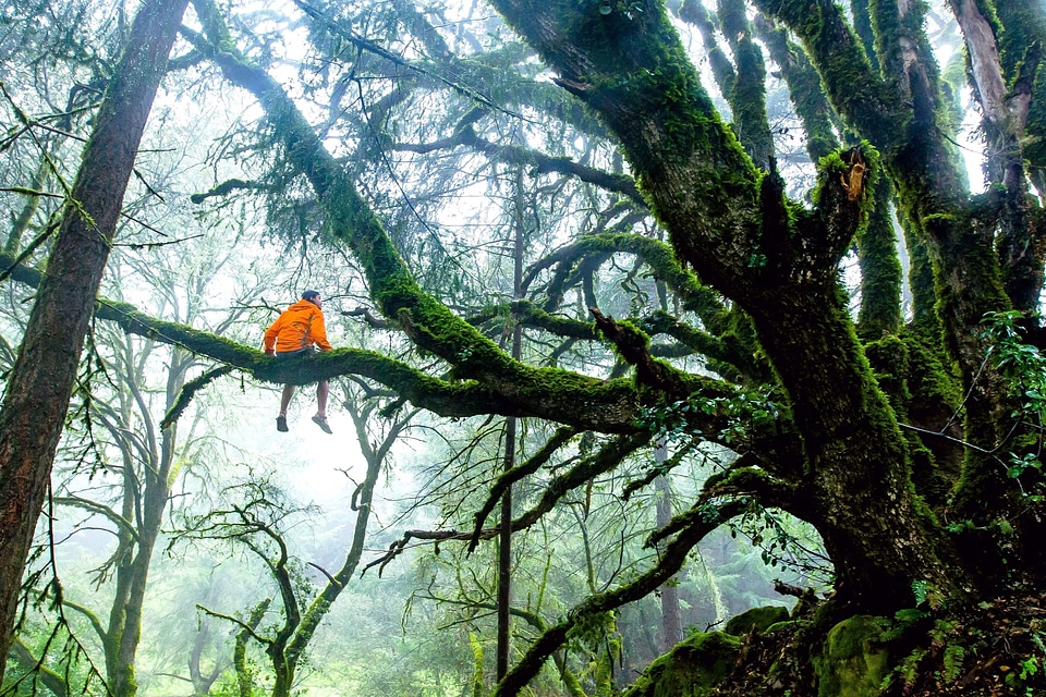 Branches exotic forest