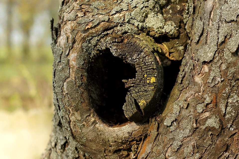 Cortex forest lichen