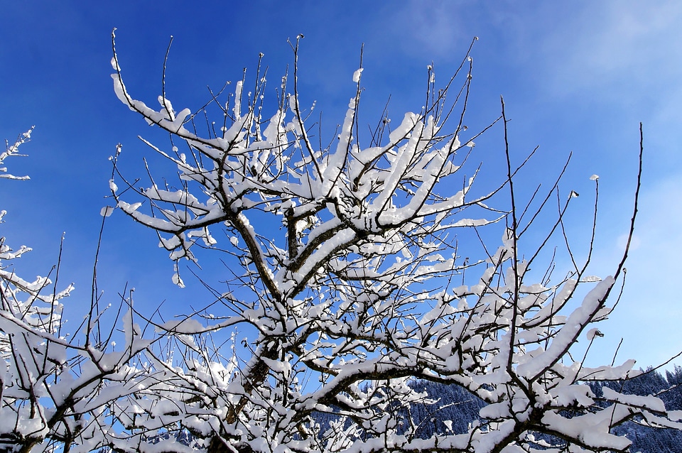 Blue Sky branches nature