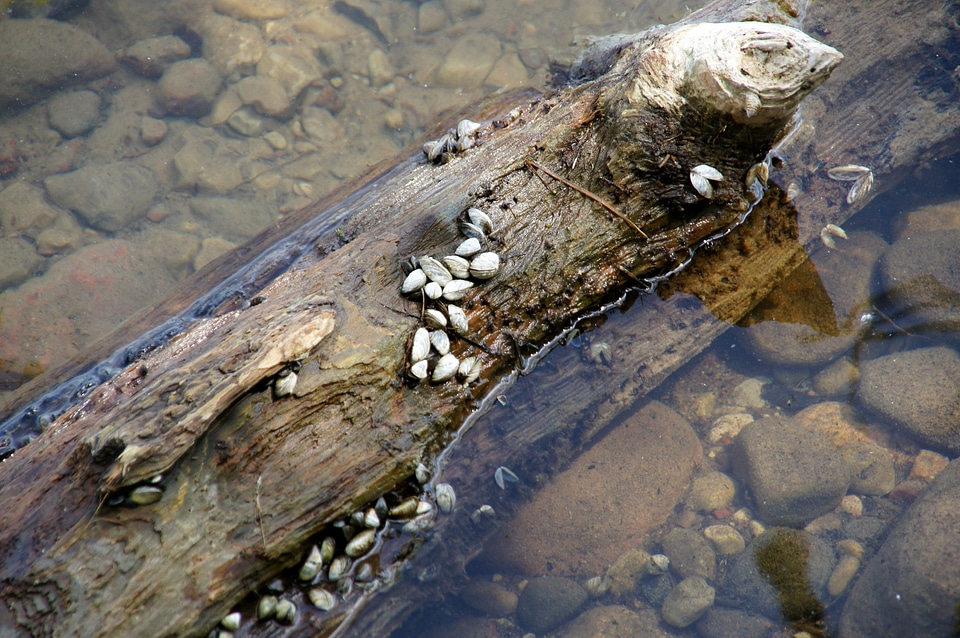 Landscape nature river