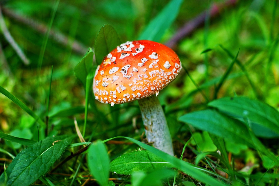 Beautiful Photo flora fungus