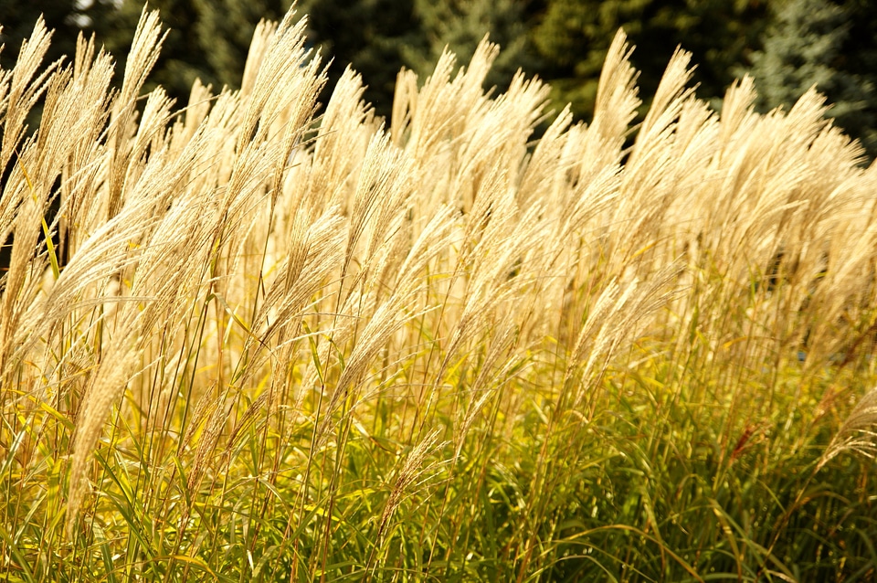 Grass nature Phragmites australis