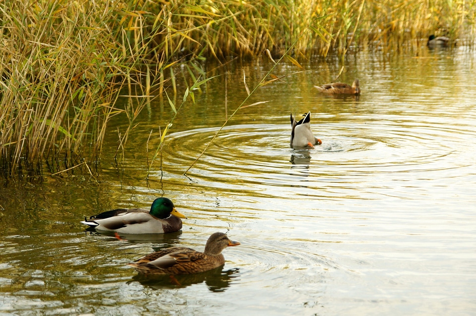 Animals birds duck