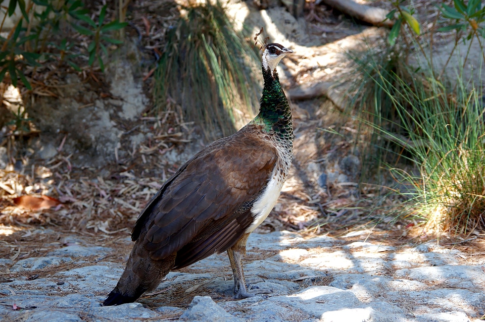 Animal bird exotic