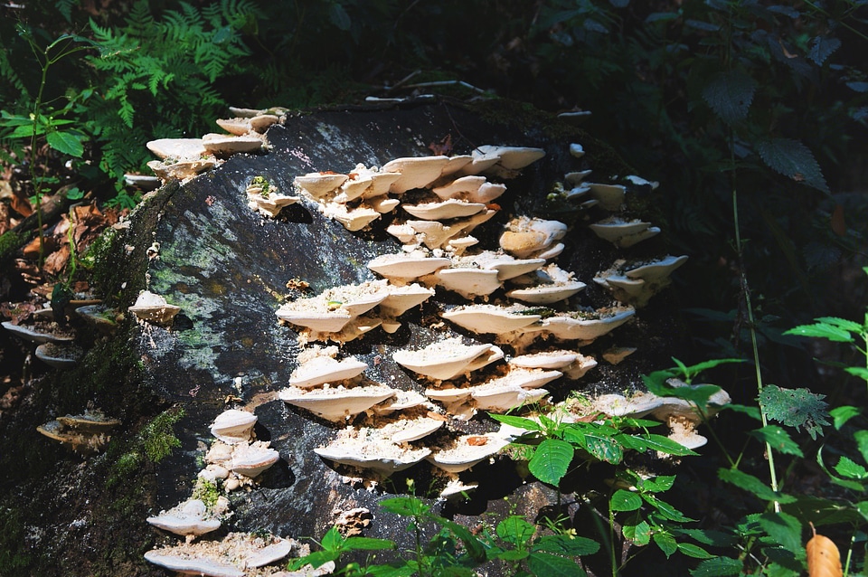 Forest fungus mushroom