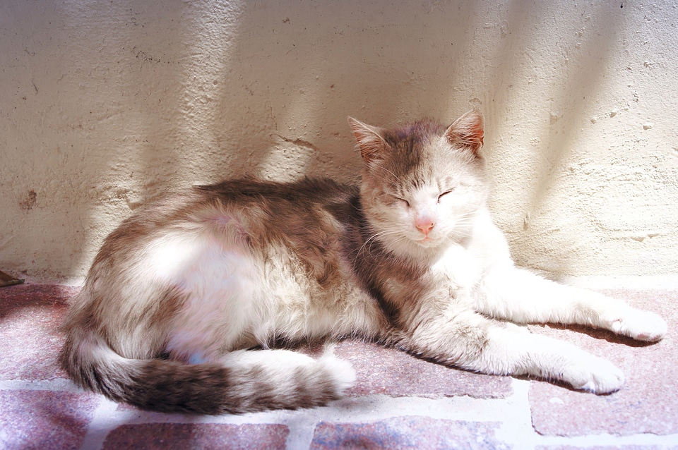 Animal cat domestic cat