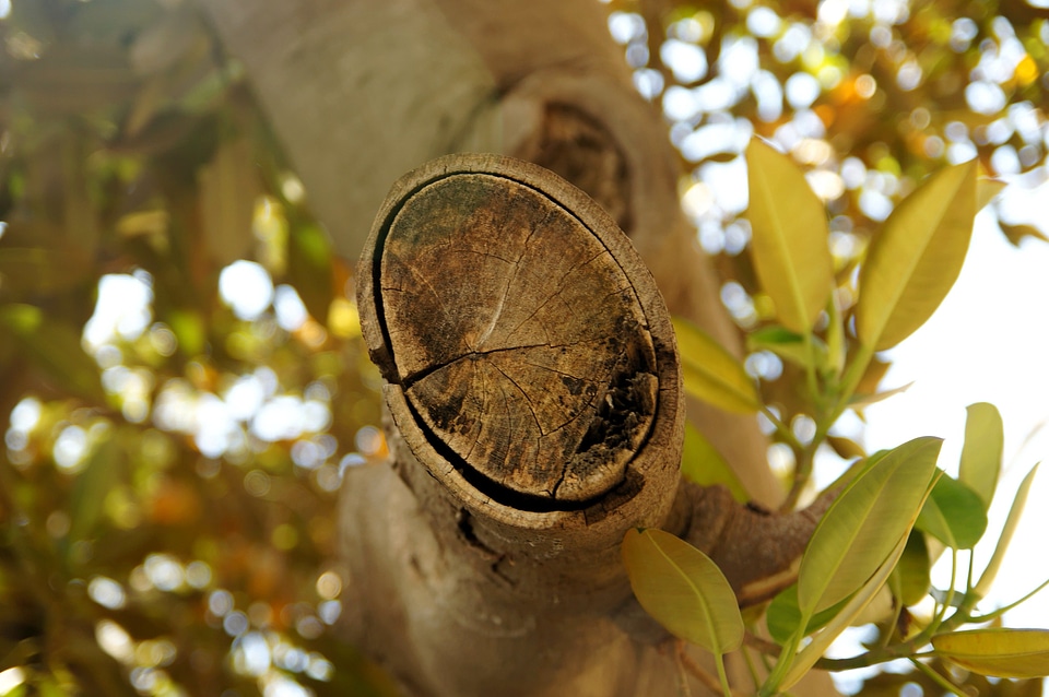Branch branches flora