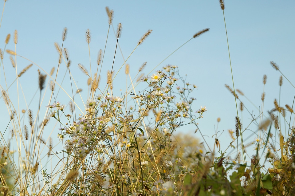 Grass grass plants summer time