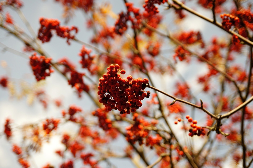 Berries branches fruit
