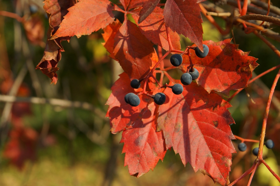 Autumn Season beautiful photo fruit