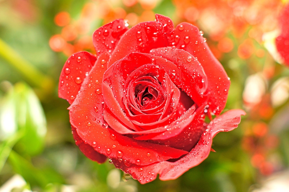 Beautiful Photo bloom blooming