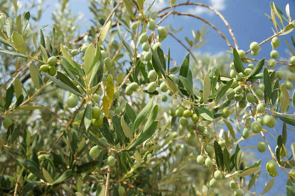 Branch branches food