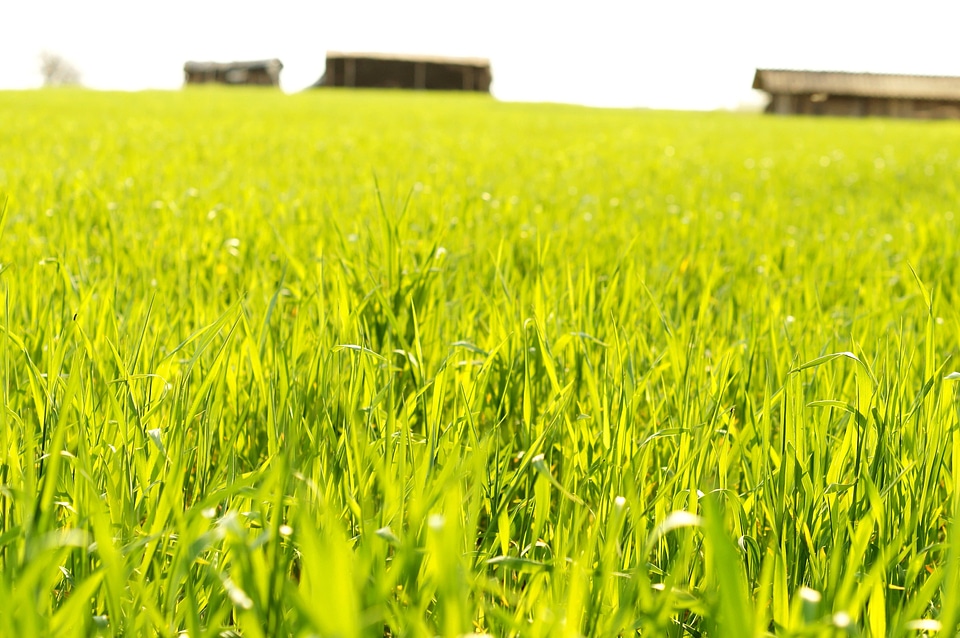 Agriculture crops field
