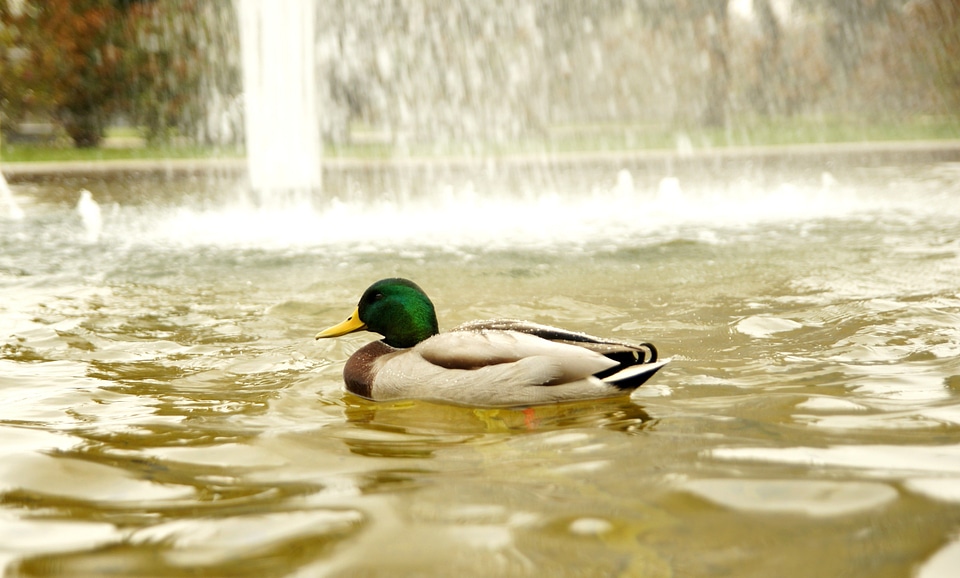 Bird duck fountain
