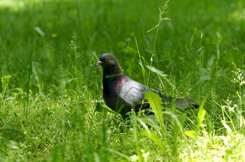 Animal bird green grass